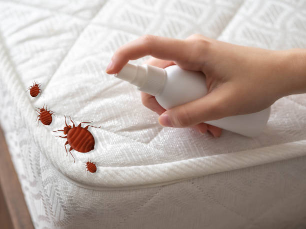 Best Termite Control Services  in Peebles, OH