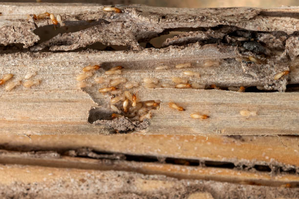 Best Residential Pest Control  in Peebles, OH