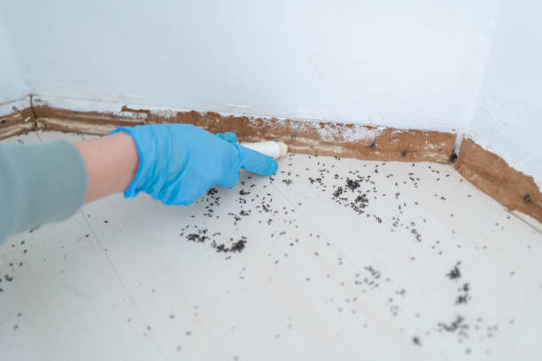 Trusted Peebles, OH Pest Control Experts